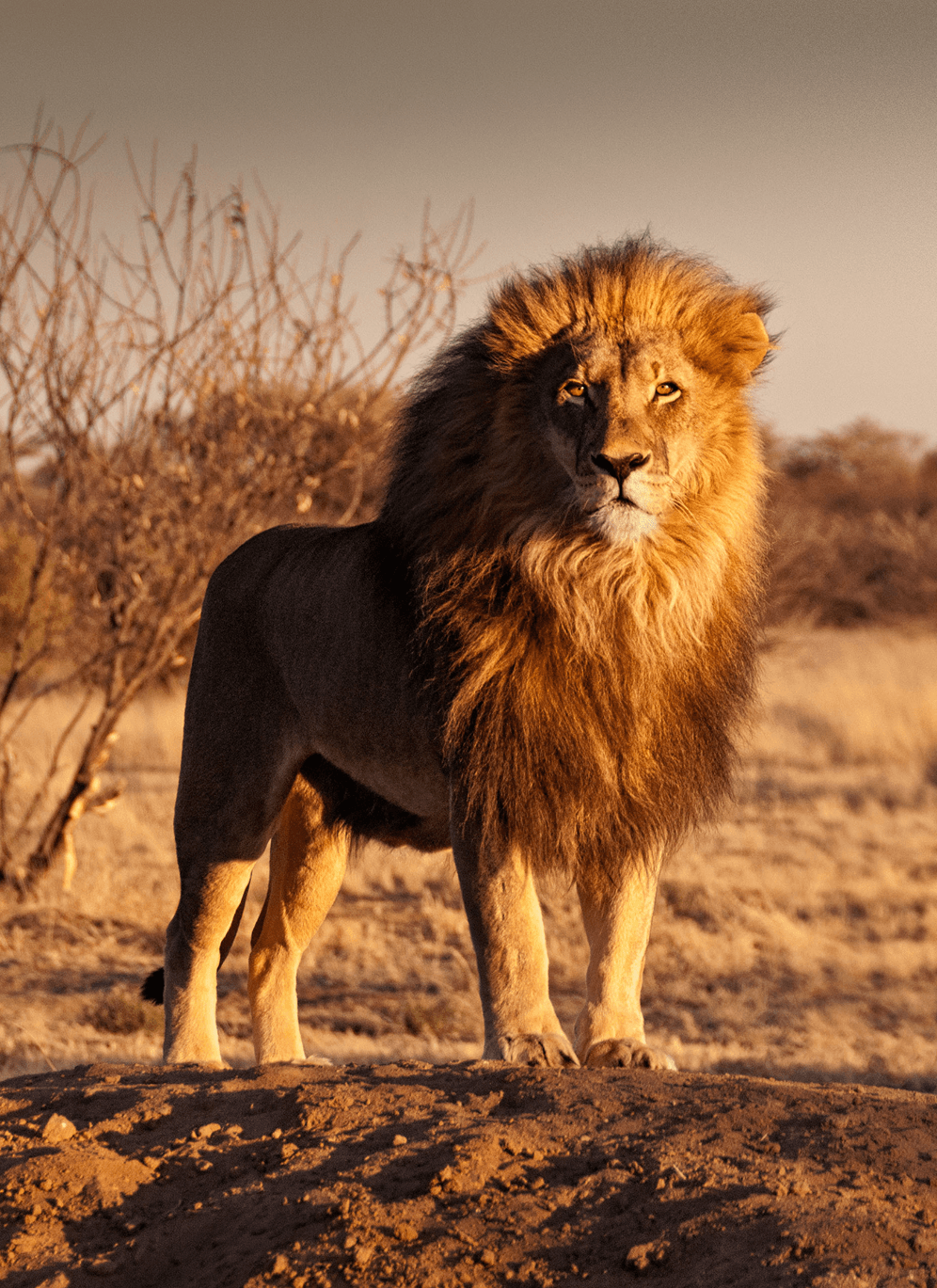Kalahari