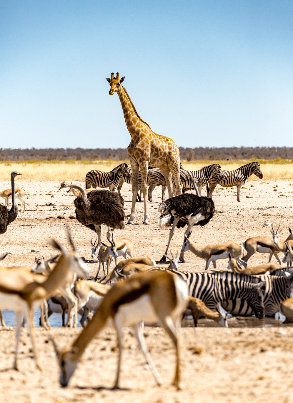Parque_Nacional_Etosha